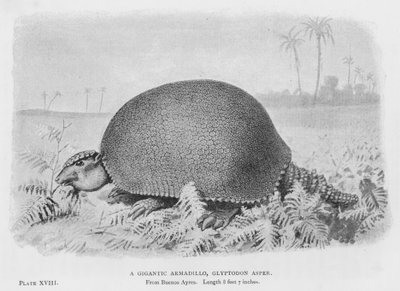 A Gigantic Armadillo, Glyptodon Asper by European School