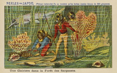 A clearing in the Sargasso Forest in the year 2000 by European School