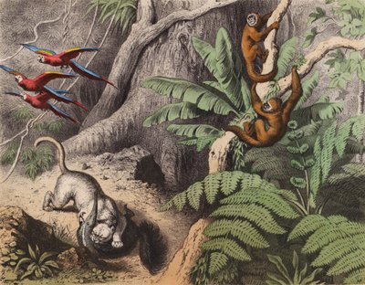 A forest in Brazil by European School