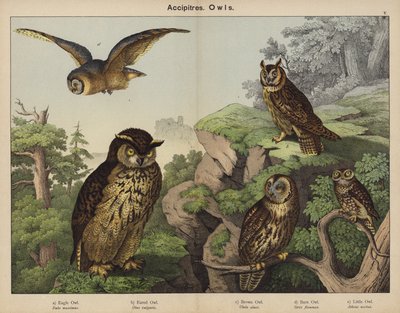 Accipitres, Owls by European School