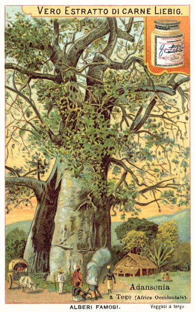 Adansonia Tree in Togo by European School