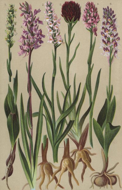 Alpine flora by European School