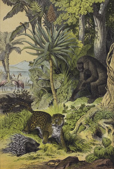 Animals and plants of Equatorial Guinea by European School