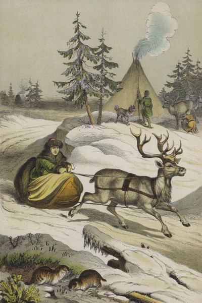 Animals and Plants of Lapland by European School