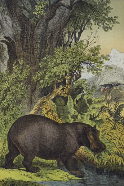 Animals and plants of marsh woodland in the Sudan by European School