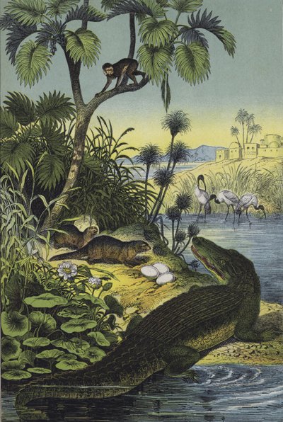 Animals and Plants of the Valley of the Nile by European School