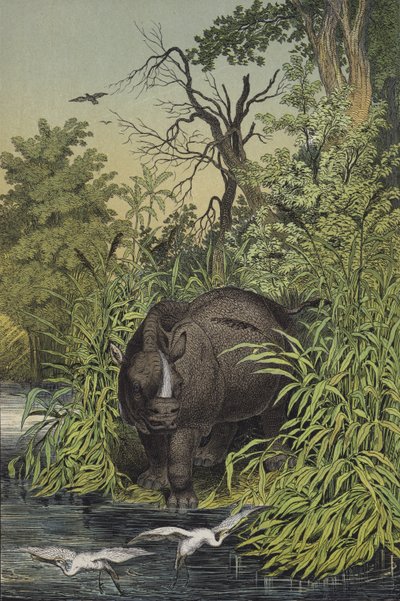 Animals and plants of the marshy regions of India by European School