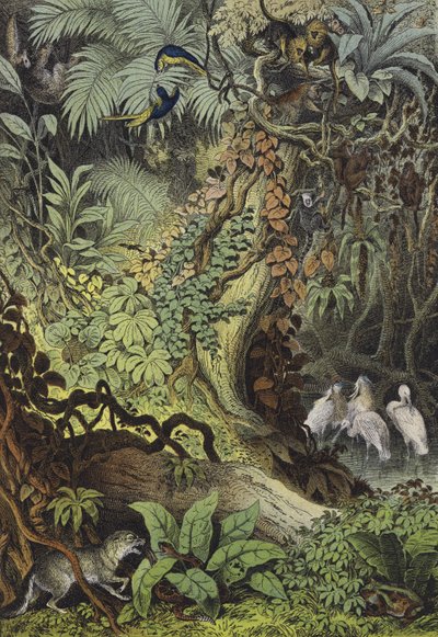 Animals of Brazil by European School