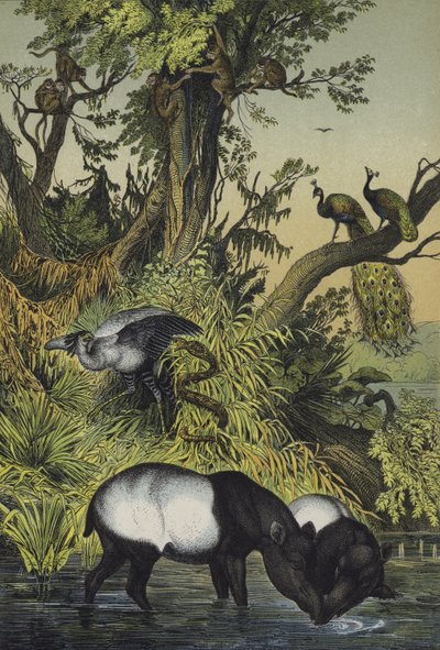 Animals of Malacca and Sumatra by European School