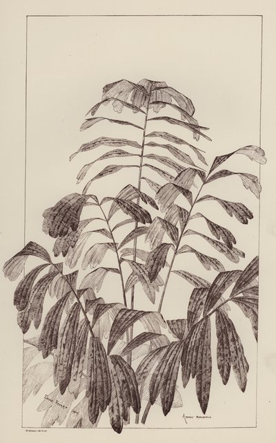 Arenga Saccharifera by European School