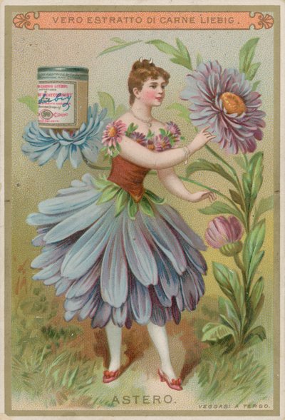 Aster Flower Girl by European School
