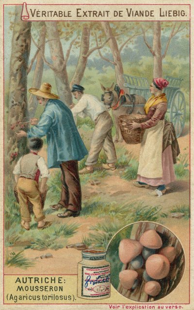 Austria: mousseron (Agaricus torilosus) by European School