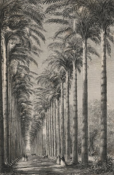 Avenue of Palms in the Botanical Garden of Rio de Janeiro by European School