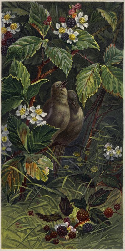 Birds in a Blackberry Bush by European School