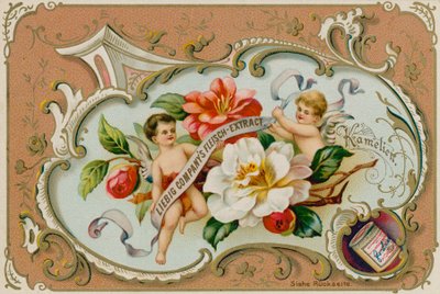 Camellia by European School