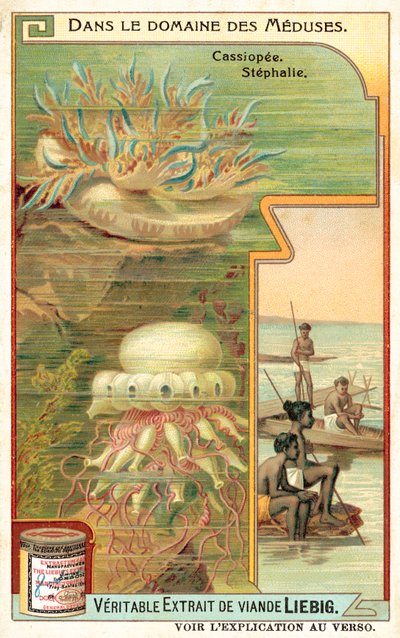Cassiopeia and Stephalia by European School