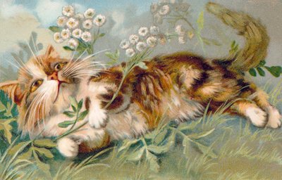 Cat Postcard by European School
