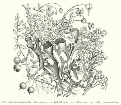 Chief nutrition plants of the Polar countries by European School