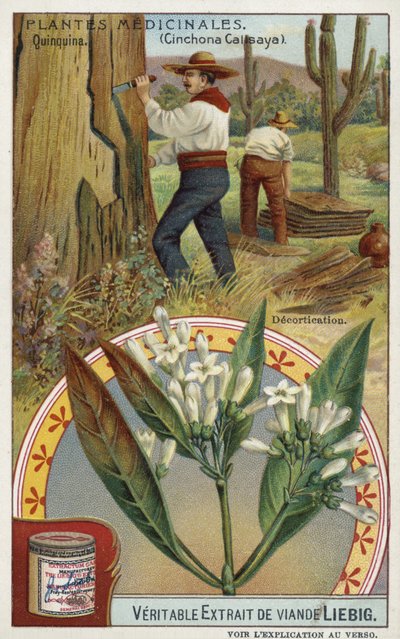 Cinchona: Removing Bark by European School