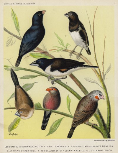 Combassou or Ultramarine Finch, Pied Grass-Finch, Hooded Finch or Bronze Mannikin, African Silver-Bill, Red-Bellied or St Helena Waxbill, Cut-Throat Finch by European School