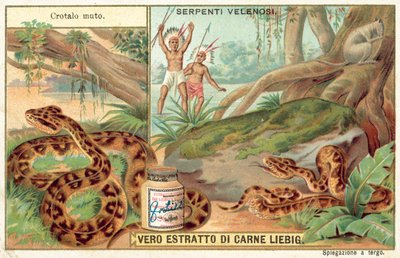 Copperhead by European School