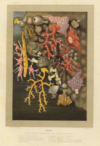 Coral by European School