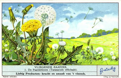 Dandelion (Taraxacum officinale) by European School