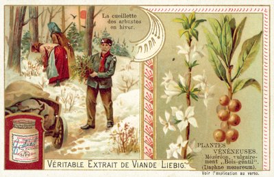 Daphne Mezereum by European School