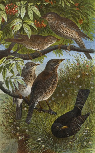 German Thrushes, Song, Mistle, Juniper, and Blackbird or Amsel by European School