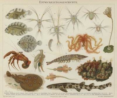 Development of marine life by European School