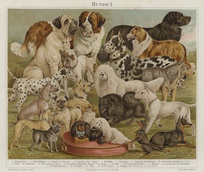 Dogs by European School