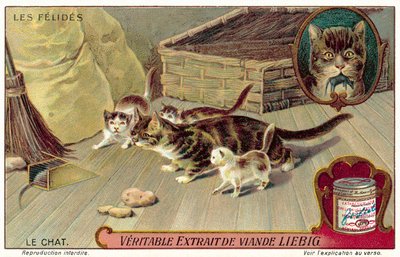 Domestic Cat by European School