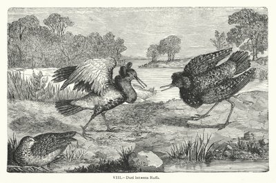 Duel Between Ruffs by European School