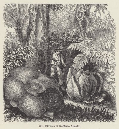 Flowers of Rafflesia Arnoldi by European School