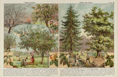 Fruit trees and trees of the forests by European School