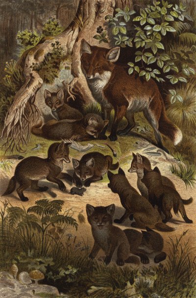 Fox by European School