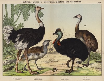 Gallinae, Cursores, Grallatores, Bustard and Ostriches by European School