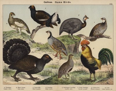 Gallinae, Game Birds by European School