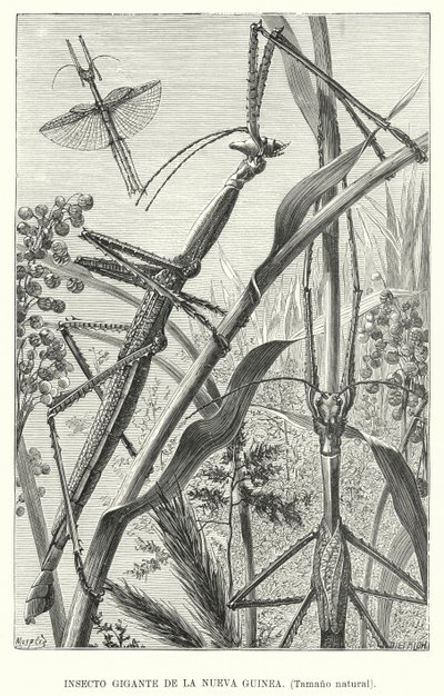 Giant insect of New Guinea by European School