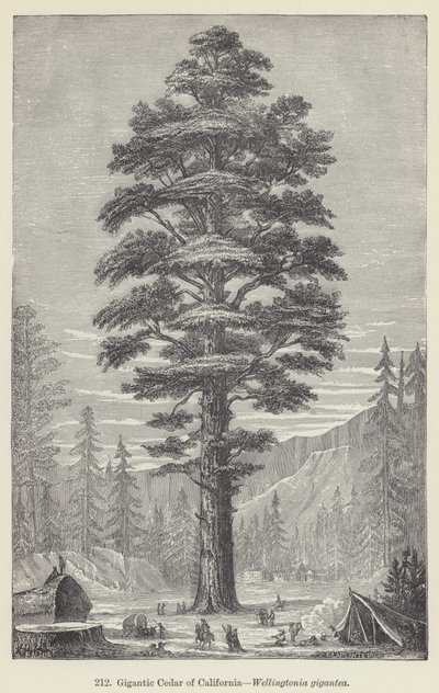 Gigantic Cedar of California, Wellingtonia gigantea by European School