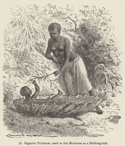 Gigantic Tridacna, used in the Moluccas as a Bathing-tub by European School