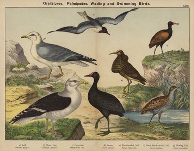 Grallatores, Palmipedes, Wading and Swimming Birds by European School