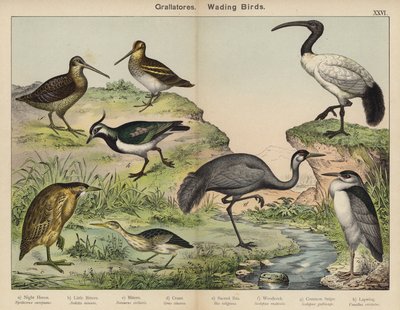 Grallatores, Wading Birds by European School
