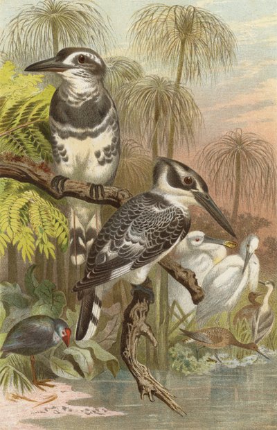 Gray Kingfisher by European School