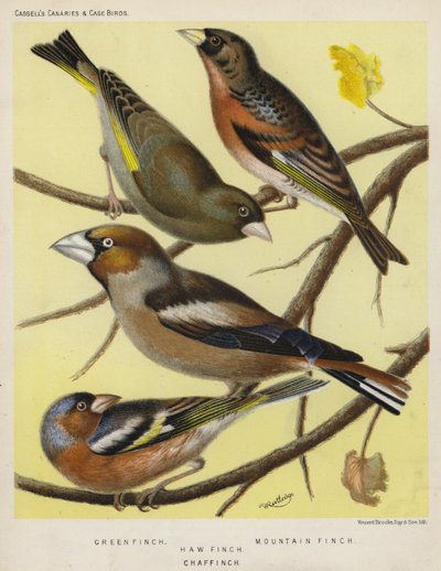 Green Finch, Mountain Finch, Haw Finch, Chaf Finch by European School