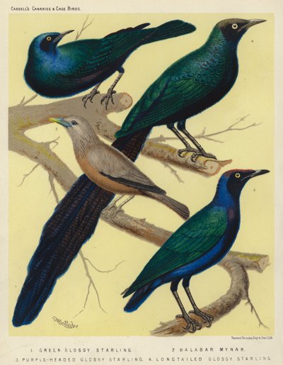 Green Glossy Starling, Malabar Mynah, Purple-Headed Glossy Starling, Long Tailed Glossy Starling by European School