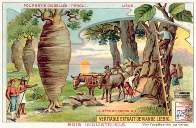 Harvesting bark from trees in Peru by European School