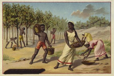 Harvesting cocoa, Africa by European School