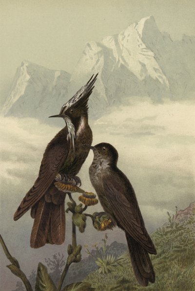 Helmeted Hummingbird by European School