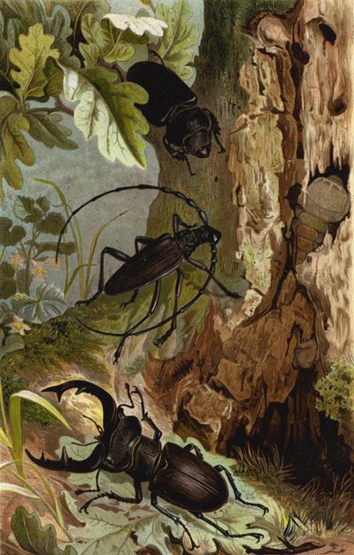 Stag Beetle and Longhorn Beetle by European School
